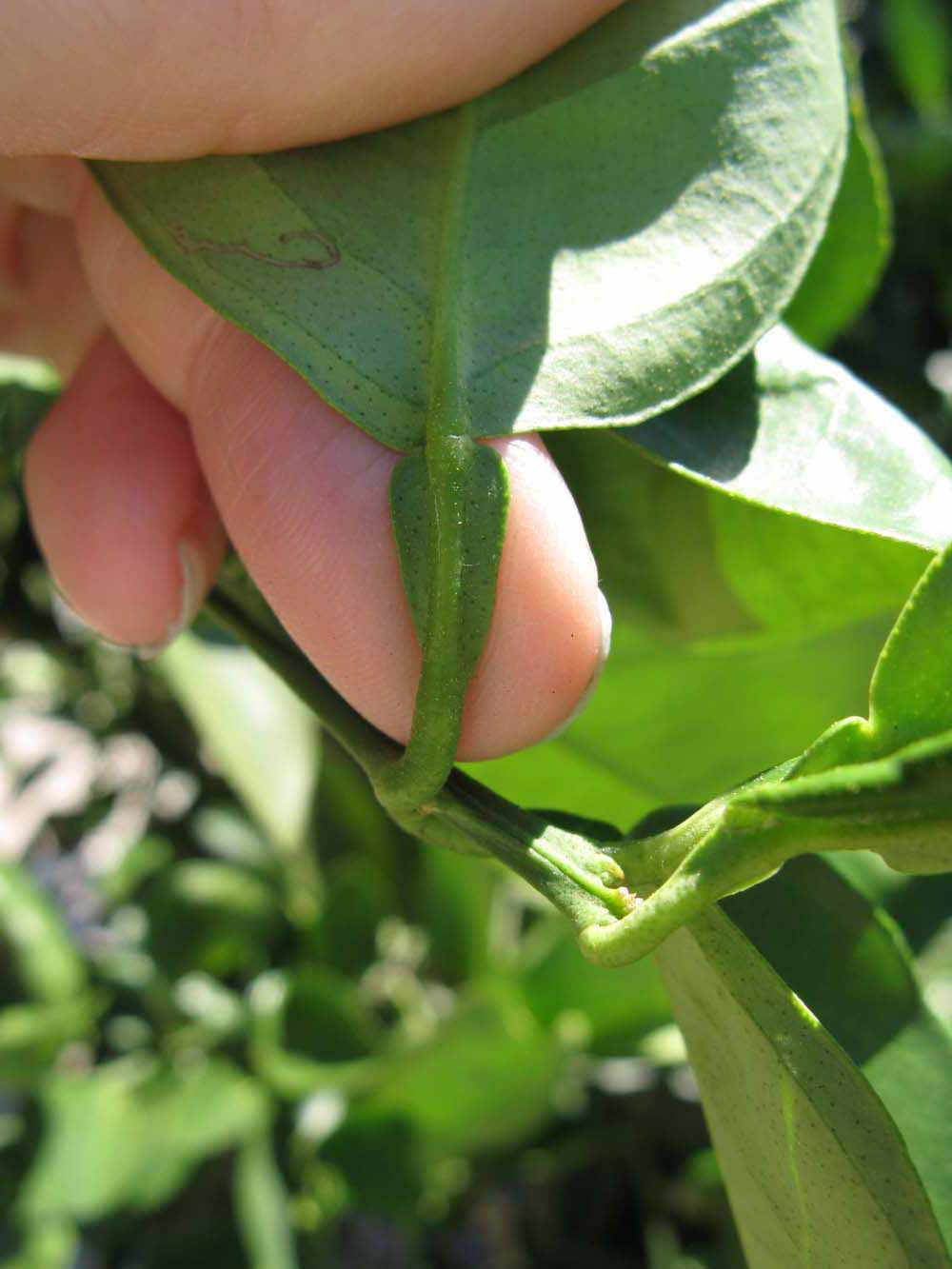              Petiole (Winter Haven, FL)       